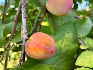 Early Laxton Plum