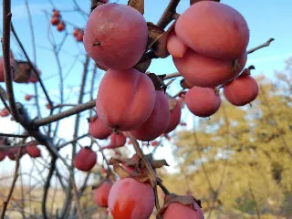 Honan Red Persimmon