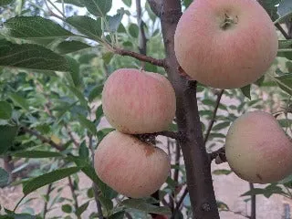 Mendocino Cox Apple