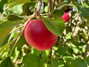 Red June Apple